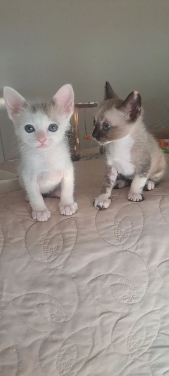 Gato raça SRD-ViraLata idade Abaixo de 2 meses nome Mick
