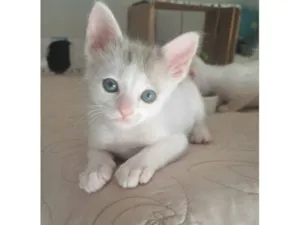 Gato raça SRD-ViraLata idade Abaixo de 2 meses nome Mick