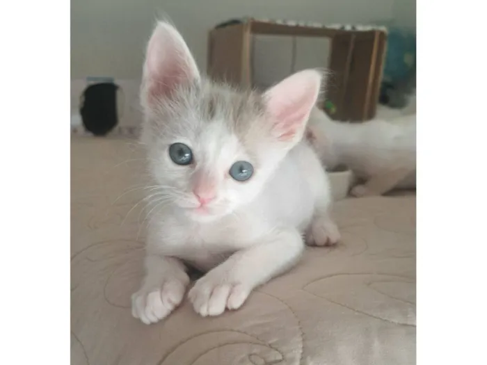 Gato raça SRD-ViraLata idade Abaixo de 2 meses nome Mick