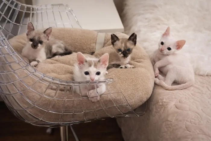 Gato raça SRD-ViraLata idade 2 a 6 meses nome Janis