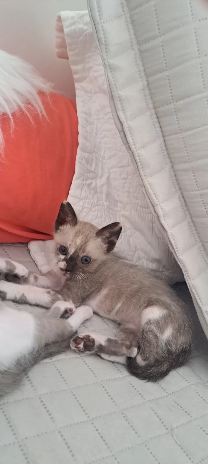 Gato raça SRD-ViraLata idade 2 a 6 meses nome Janis