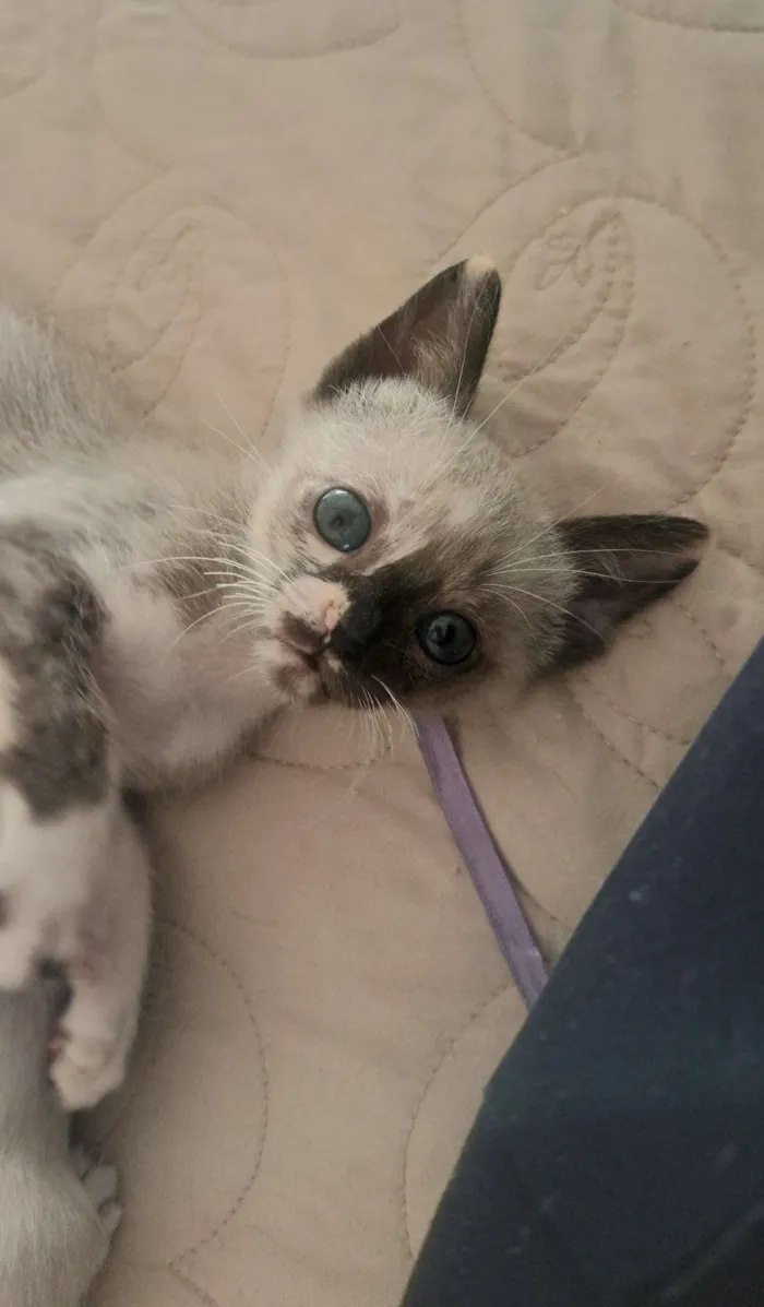 Gato raça SRD-ViraLata idade 2 a 6 meses nome Janis