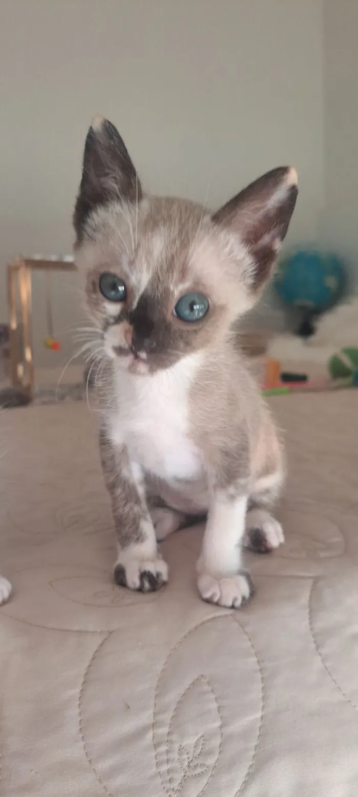 Gato raça SRD-ViraLata idade 2 a 6 meses nome Janis