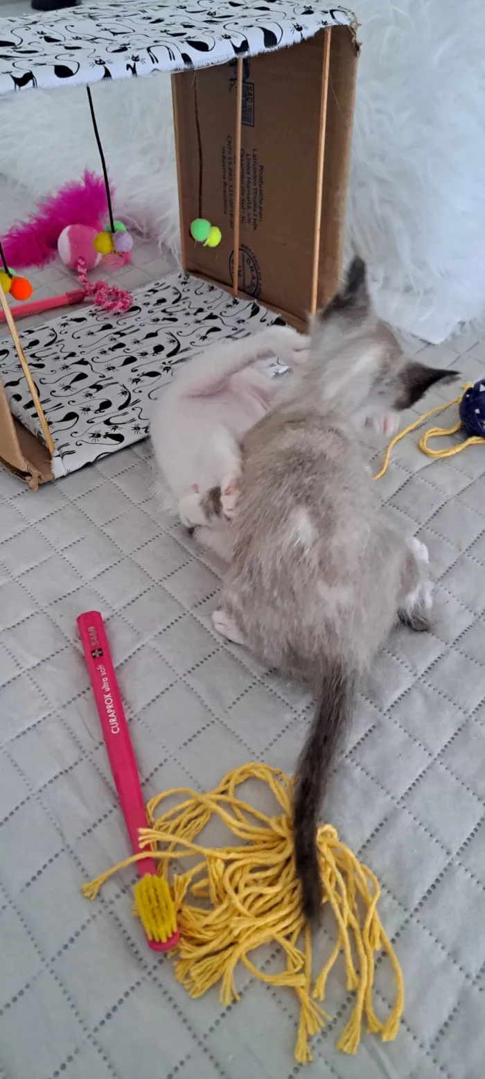 Gato raça SRD-ViraLata idade 2 a 6 meses nome Janis