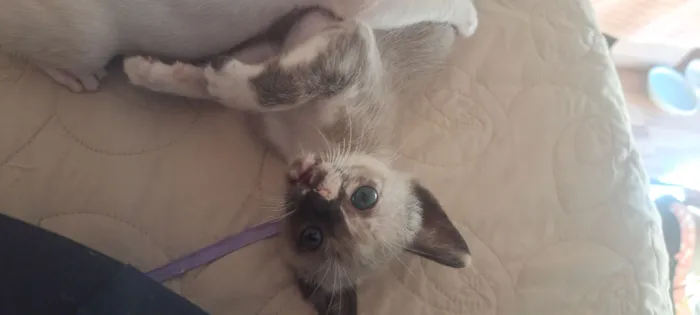 Gato raça SRD-ViraLata idade 2 a 6 meses nome Janis