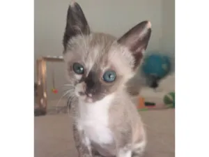 Gato raça SRD-ViraLata idade 2 a 6 meses nome Janis