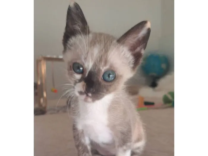 Gato raça SRD-ViraLata idade 2 a 6 meses nome Janis