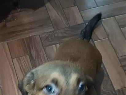 Cachorro raça SRD-ViraLata idade 7 a 11 meses nome Zero