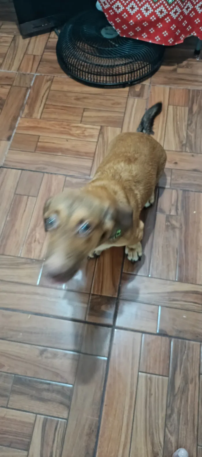 Cachorro raça SRD-ViraLata idade 7 a 11 meses nome Zero