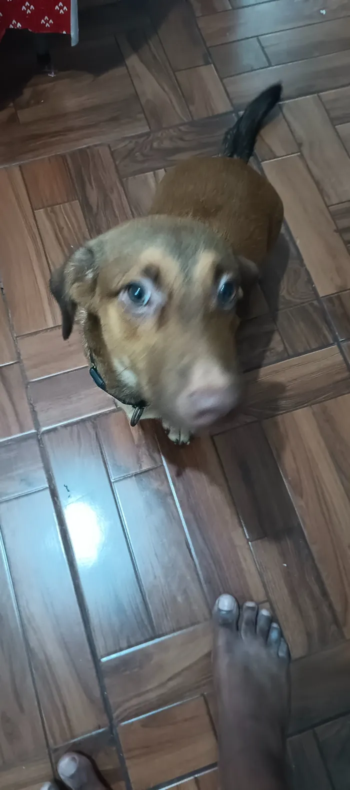 Cachorro raça SRD-ViraLata idade 7 a 11 meses nome Zero