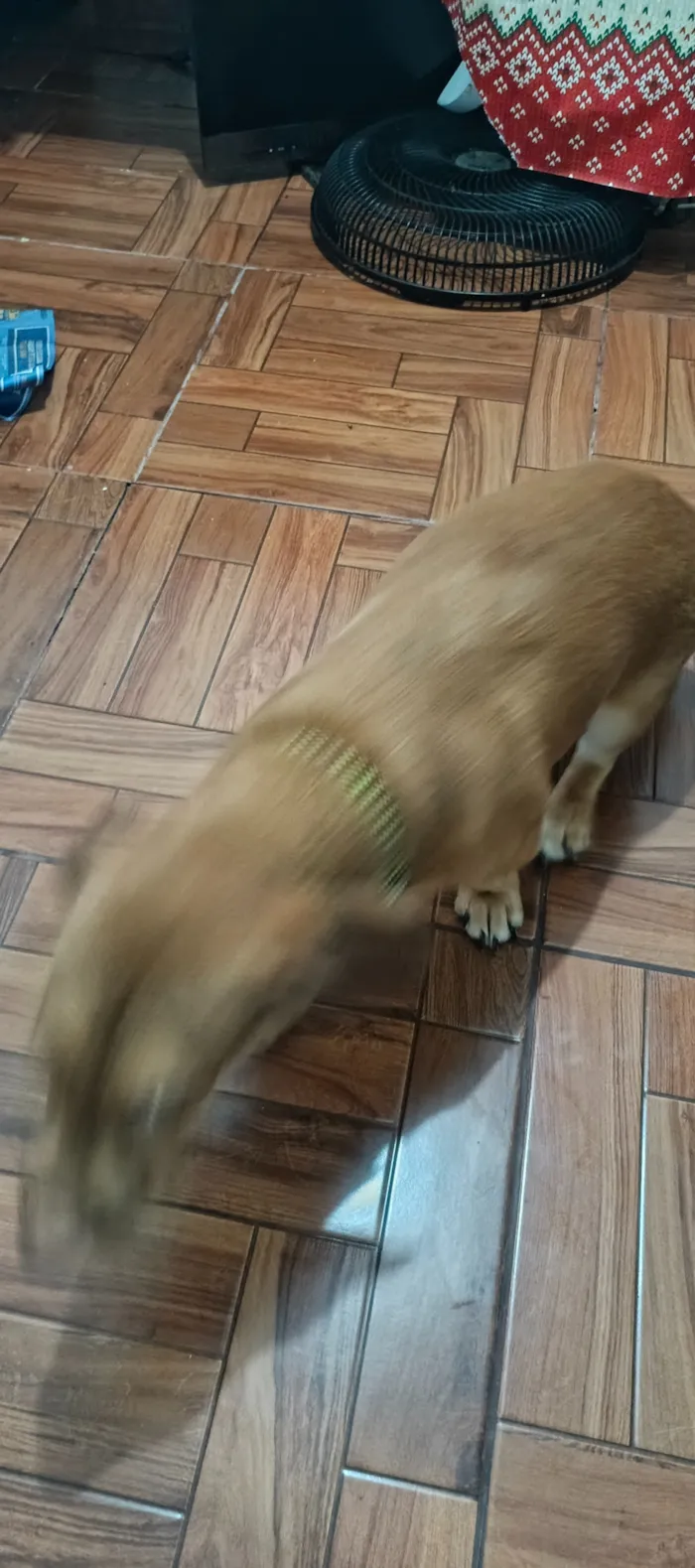 Cachorro raça SRD-ViraLata idade 7 a 11 meses nome Zero