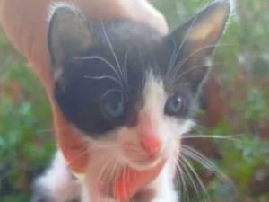 Gato raça SRD-ViraLata idade Abaixo de 2 meses nome Ayla