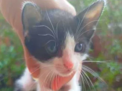 Gato raça SRD-ViraLata idade Abaixo de 2 meses nome Ayla