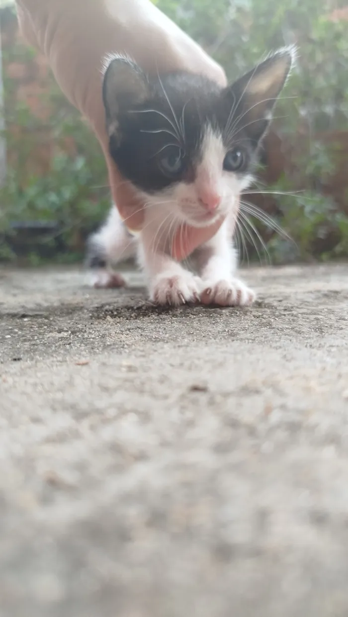 Gato raça SRD-ViraLata idade Abaixo de 2 meses nome Ayla