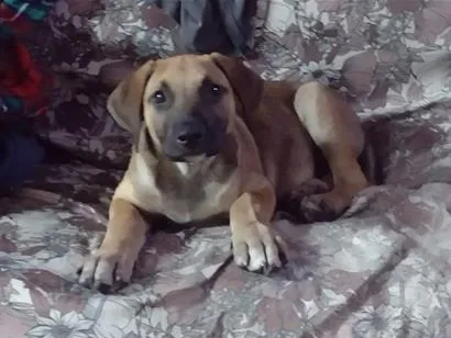 Cachorro raça SRD-ViraLata idade Abaixo de 2 meses nome Zeus 