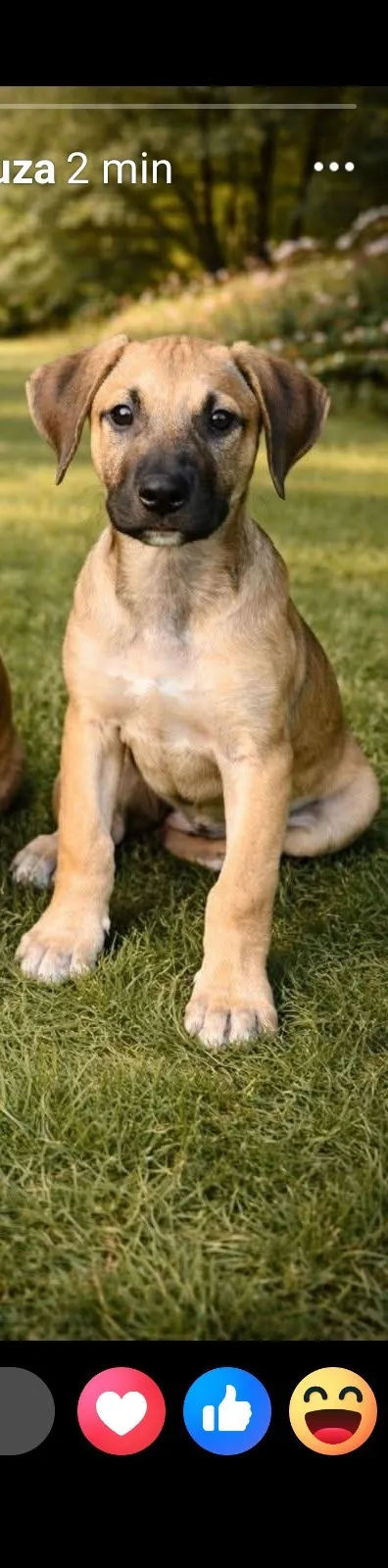 Cachorro raça SRD-ViraLata idade Abaixo de 2 meses nome Zeus 