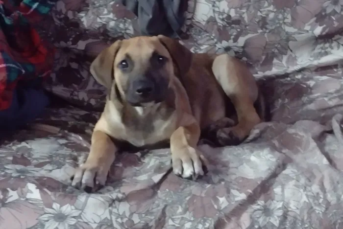 Cachorro raça SRD-ViraLata idade Abaixo de 2 meses nome Zeus 
