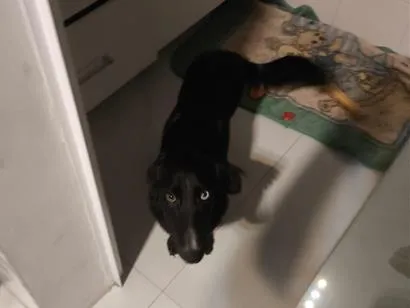 Cachorro raça SRD-ViraLata idade 7 a 11 meses nome Stitch