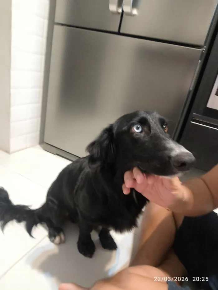 Cachorro raça SRD-ViraLata idade 7 a 11 meses nome Stitch