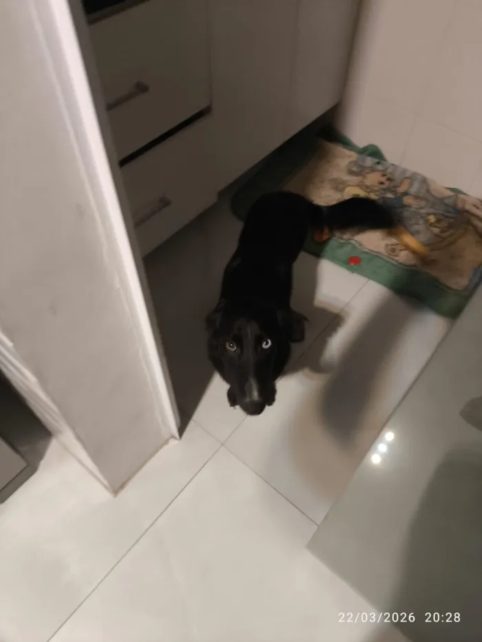 Cachorro raça SRD-ViraLata idade 7 a 11 meses nome Stitch