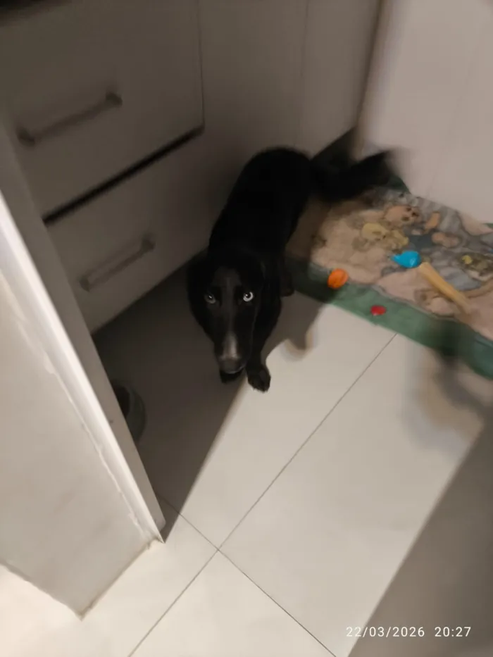 Cachorro raça SRD-ViraLata idade 7 a 11 meses nome Stitch