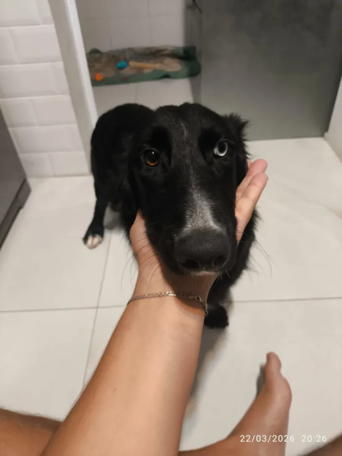 Cachorro raça SRD-ViraLata idade 7 a 11 meses nome Stitch