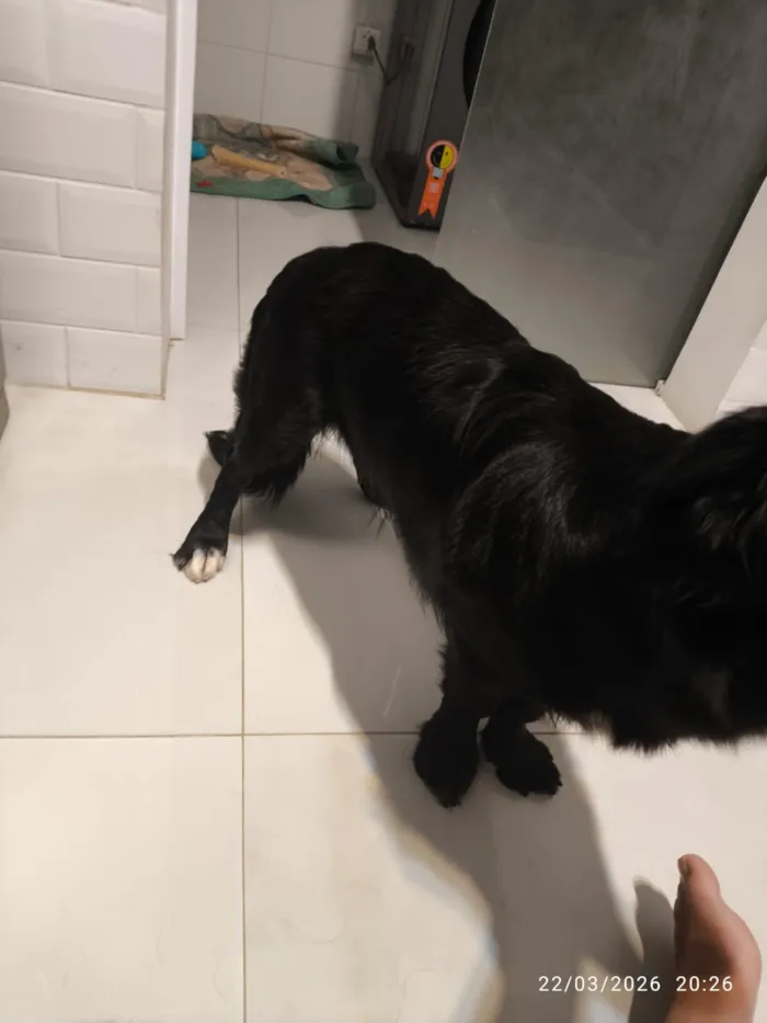 Cachorro raça SRD-ViraLata idade 7 a 11 meses nome Stitch