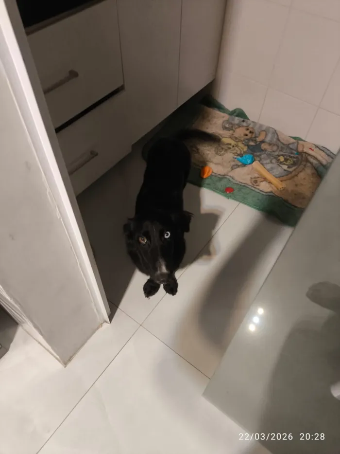 Cachorro raça SRD-ViraLata idade 7 a 11 meses nome Stitch