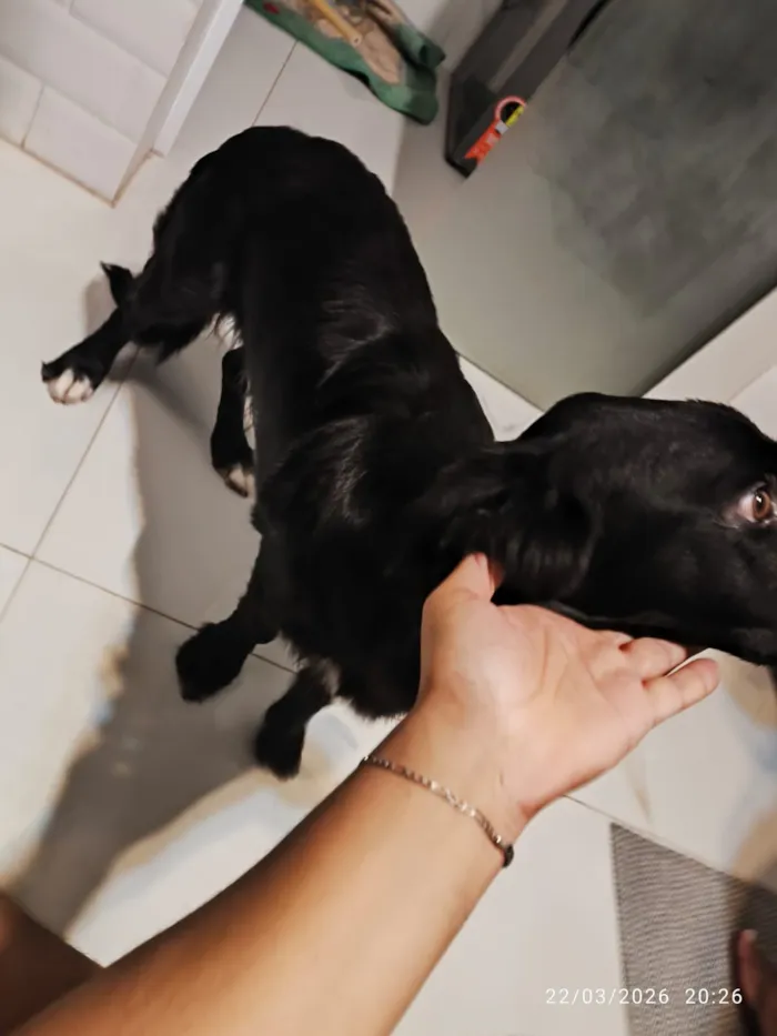 Cachorro raça SRD-ViraLata idade 7 a 11 meses nome Stitch