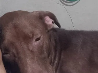 Cachorro raça SRD-ViraLata idade 4 anos nome Crispim