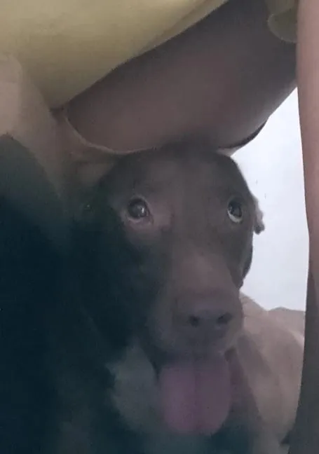 Cachorro raça SRD-ViraLata idade 4 anos nome Crispim