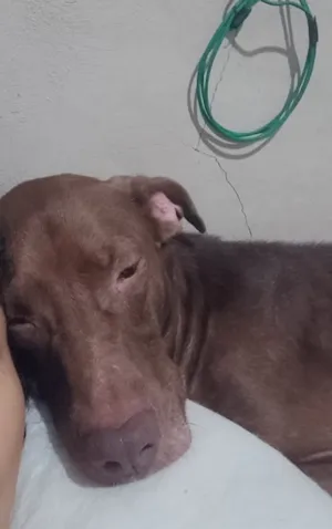 Cachorro raça SRD-ViraLata idade 4 anos nome Crispim