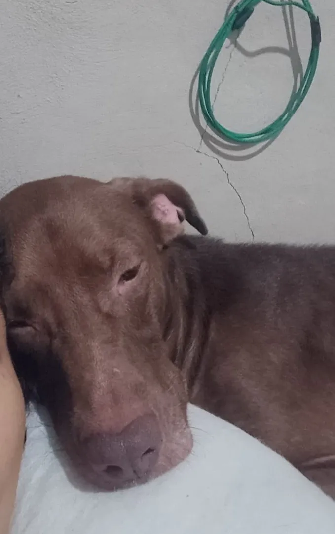 Cachorro raça SRD-ViraLata idade 4 anos nome Crispim