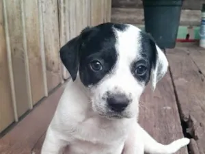 Cachorro raça SRD-ViraLata idade Abaixo de 2 meses nome imensa