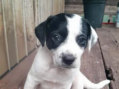 Cachorro raça SRD-ViraLata idade Abaixo de 2 meses nome imensa