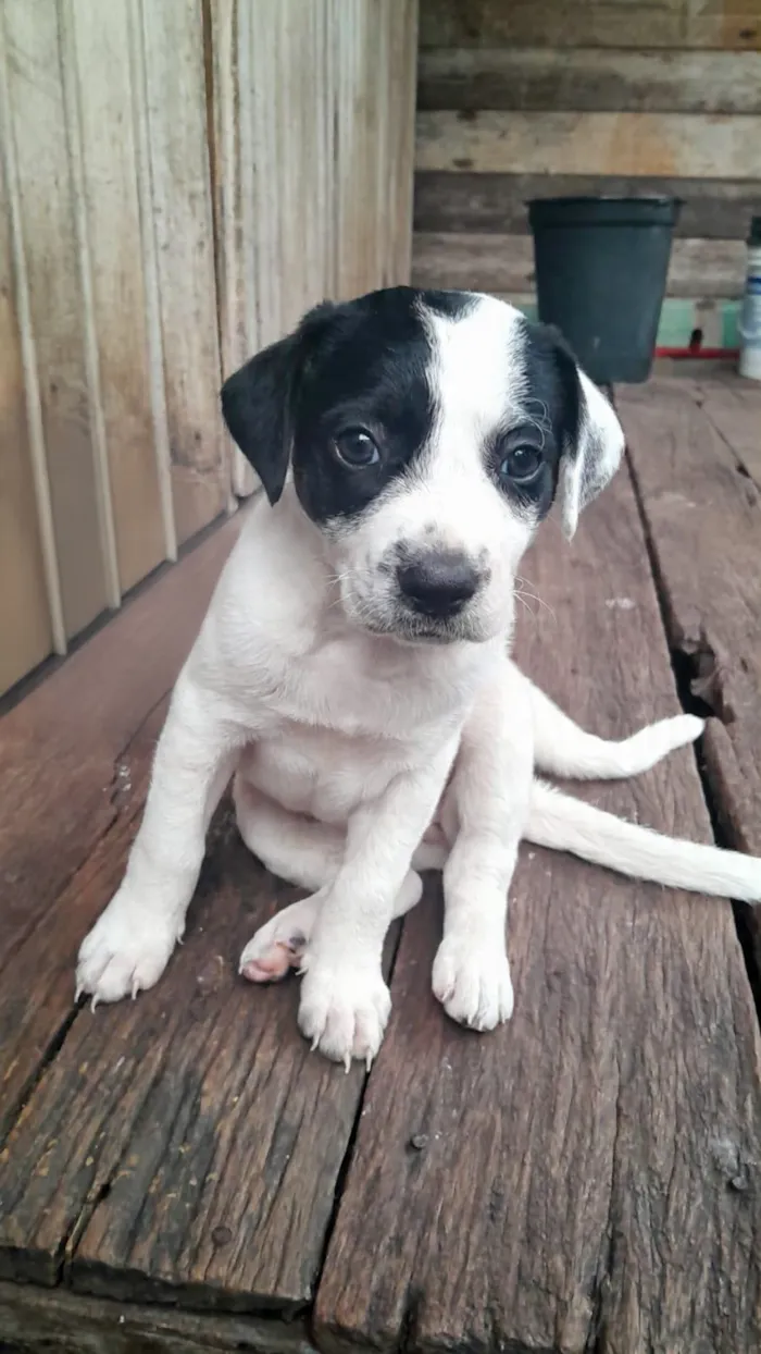 Cachorro raça SRD-ViraLata idade Abaixo de 2 meses nome imensa