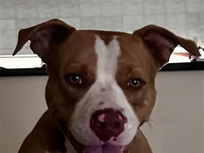 Cachorro raça Pit-Bull idade 1 ano nome aiver
