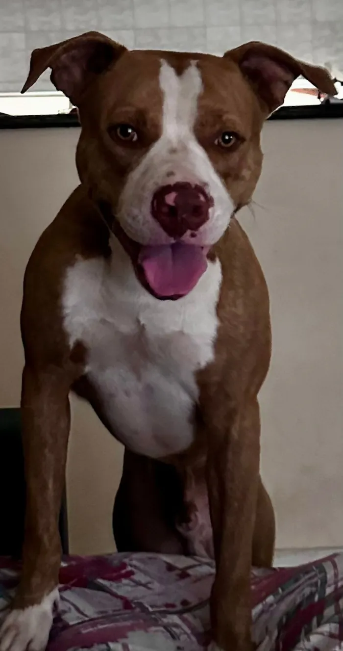 Cachorro raça Pit-Bull idade 1 ano nome aiver