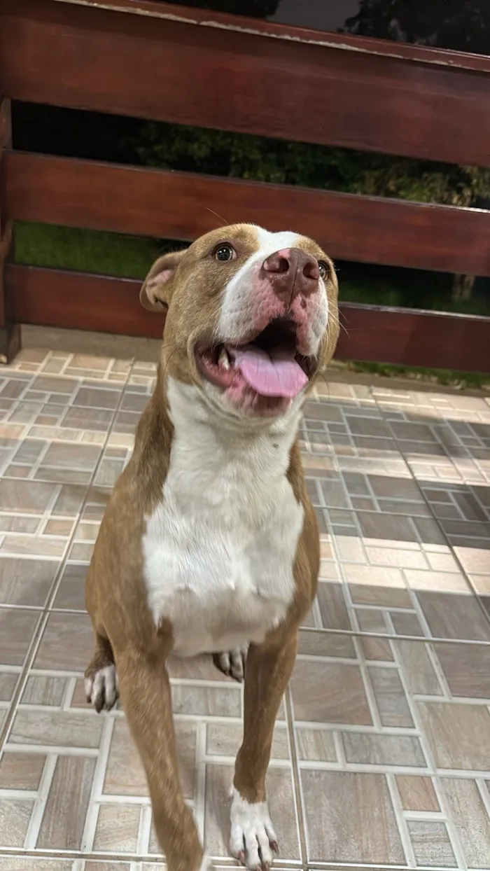 Cachorro raça Pit-Bull idade 1 ano nome aiver