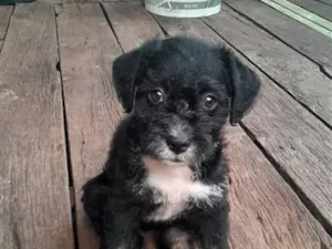 Cachorro raça SRD-ViraLata idade Abaixo de 2 meses nome pretinha