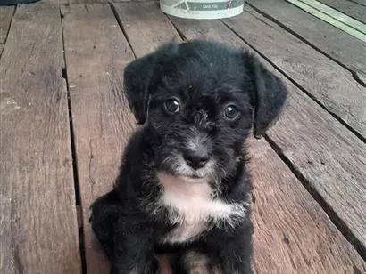 Cachorro raça SRD-ViraLata idade Abaixo de 2 meses nome pretinha