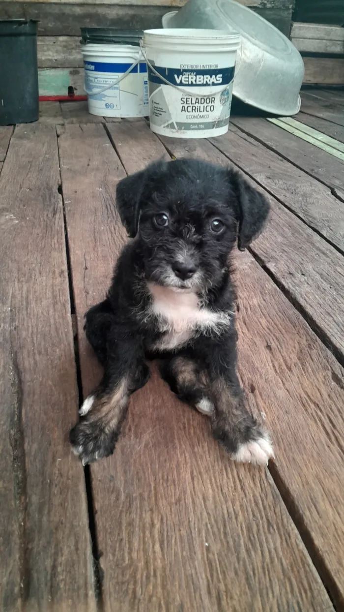 Cachorro raça SRD-ViraLata idade Abaixo de 2 meses nome pretinha