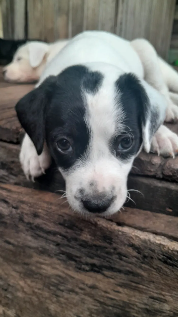 Cachorro raça SRD-ViraLata idade Abaixo de 2 meses nome imensa