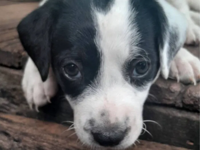 Cachorro raça SRD-ViraLata idade Abaixo de 2 meses nome imensa