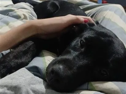 Cachorro raça SRD-ViraLata idade 2 a 6 meses nome Estrela
