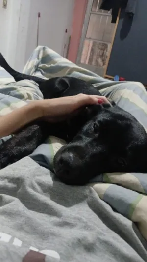 Cachorro raça SRD-ViraLata idade 2 a 6 meses nome Estrela