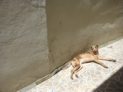 Cachorro raça SRD-ViraLata idade 2 anos nome Thor 