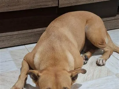Cachorro raça SRD-ViraLata idade 3 anos nome Meg