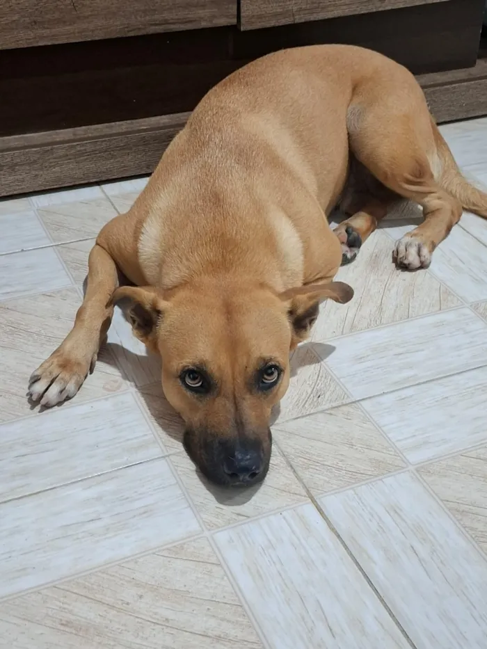 Cachorro raça SRD-ViraLata idade 3 anos nome Meg