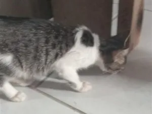 Gato raça SRD-ViraLata idade 2 a 6 meses nome Mel